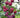 Bubblegum Toka Plum Tree
