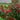 Winner's Circle Rose