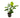 Anubias Barteri 'Golden Coin' – Pot