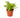 Cotton Candy Fern - 4" Pot - NURSERY POT ONLY