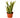 Snake Plant Laurentii - 6" Pot - NURSERY POT ONLY