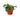 Pothos 'Satin' - 4" Pot - NURSERY POT ONLY