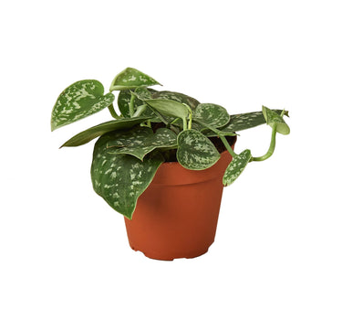 Pothos 'Satin' - 4" Pot - NURSERY POT ONLY