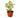 Syngonium White Butterfly - 4" Pot - NURSERY POT ONLY