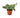 Scindapsus pictus 'Exotica' - 4" Pot - NURSERY POT ONLY