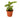Calathea Concinna 'Freddie' - 4" Pot - NURSERY POT ONLY