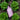 Bio Fungicide - Arber