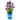Birthday Cake™ Butterfly Bush