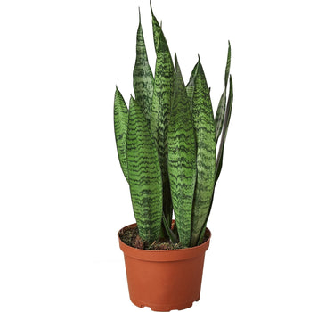 Snake Plant 'Zeylanica' - 6" Pot - NURSERY POT ONLY