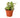 English Ivy 'Glacier' - 4" Pot - NURSERY POT ONLY