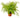 Maidenhair Fern - 6" Pot - NURSERY POT ONLY