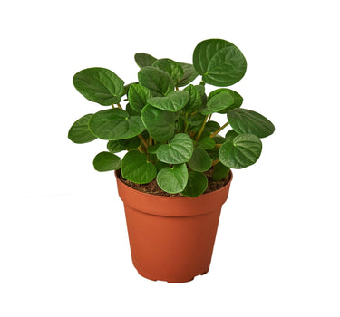 Peperomia 'Rana Verde' - 4" Pot - NURSERY POT ONLY