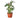 Calathea 'Grey Star' - 6" Pot - NURSERY POT ONLY