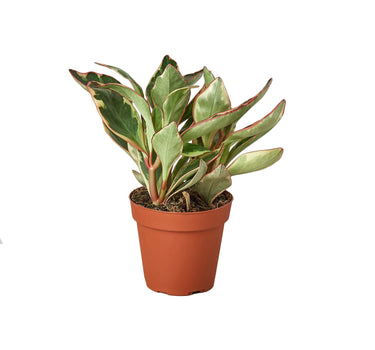 Peperomia 'Ginny' - NURSERY POT ONLY