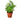 Maidenhair Fern - 4" Pot - NURSERY POT ONLY