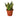 Snake Plant Black Gold - Nursery Pot 4-inch