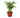 Parlor Palm - 4" Pot - NURSERY POT ONLY