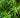 Fernleaf Multiplex Bamboo