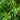 Fernleaf Multiplex Bamboo