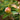 3-in-1 Apple Tree