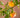 Garden Gold Miniature Peach Tree