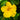 Hibiscus Tree
