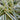 Carex Feather Falls Grass
