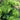 Ostrich Fern