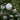 Sea Foam Camellia