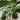 Fiddle Leaf Fig leaf