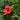 Hibiscus Tree