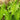 Ostrich Fern