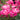 Pink Double Knock Out® Rose