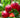Hardired Nectarine Tree