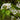 D'Anjou Pear Tree flowers