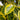 Ficus Altissima