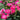 Pink Double Knock Out® Rose