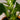 ZZ Plant