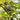 Sugar Apple Tree