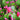 Holiday Cactus