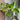 Ficus Altissima