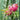 Edgar's Baby Dragon Fruit