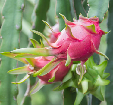 Edgar's Baby Dragon Fruit