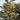 Cara Cara Orange Tree