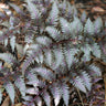 Japanese Painted Fern