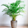 Areca Palm Tree