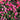 Pink Double Knock Out® Rose