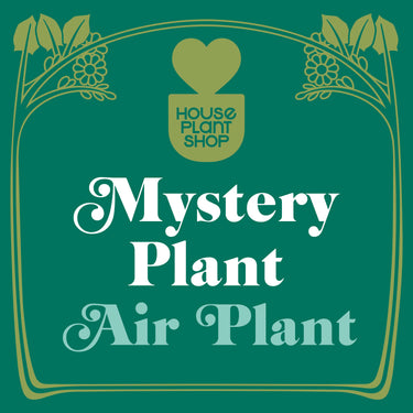 Mystery Air Plant - House Plant Shop