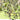 Frantoio Olive Tree