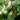 Black Pepper Plant